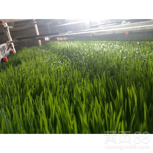 【蔬菜水培設備批發】- 